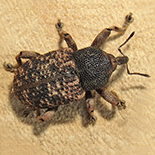 Rhadinomerus illicitus